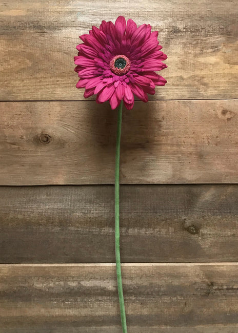 Rose Gerbera Daisy Stem