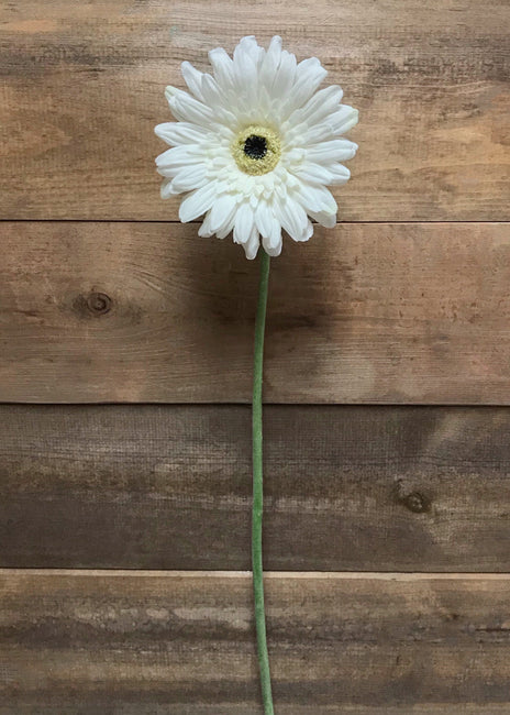 White Gerbera Daisy Stem