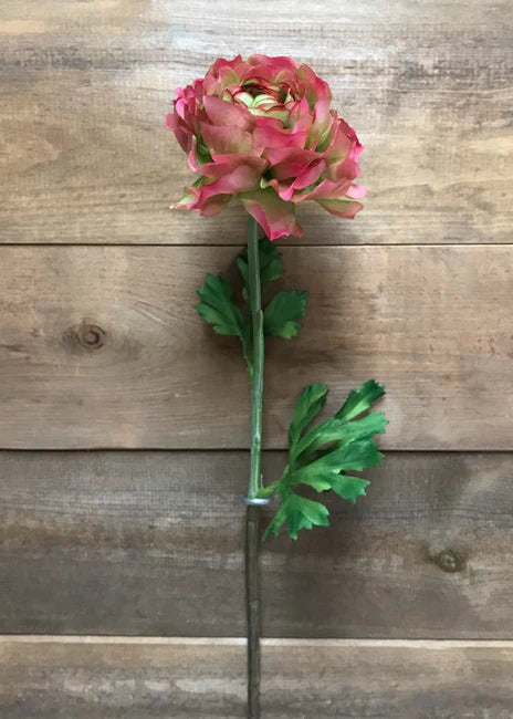 Green/Pink Ranunculus Stem