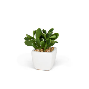 Succulent in Tapered Pot