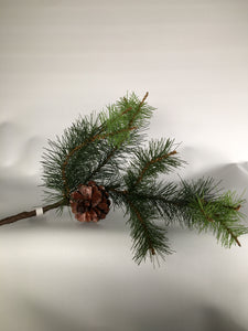 Winter Stem: Pitch Pine w/Cone 18"