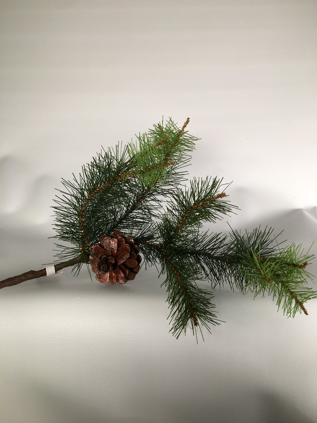 Winter Stem: Pitch Pine w/Cone 18